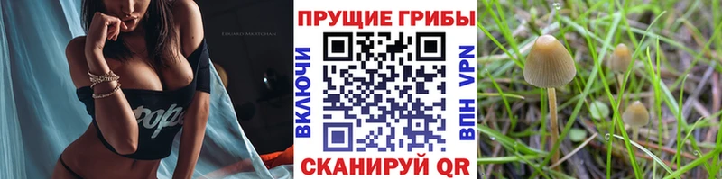 продажа наркотиков  Отрадное  Галлюциногенные грибы Psilocybine cubensis 